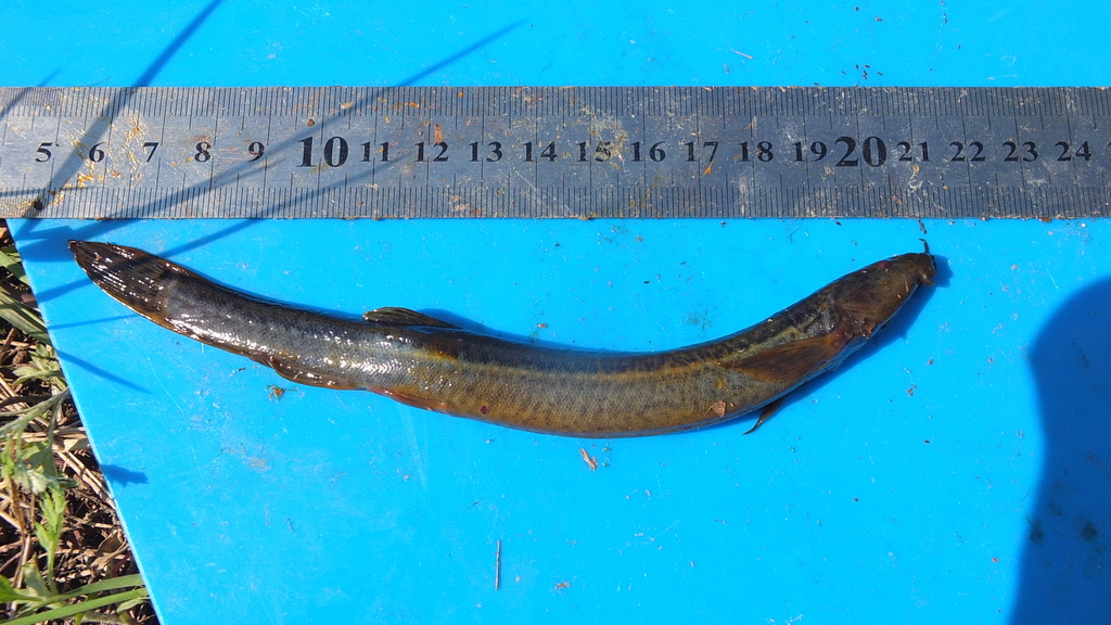Nikolsky's Loach