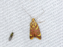 Tisobarica thyteria