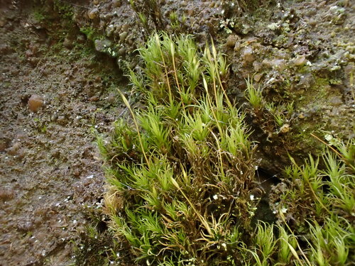 Cynodontium polycarpon observed 2025-01-30