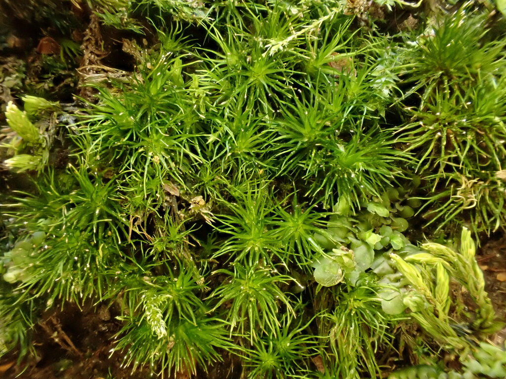 Campylopus fragilis