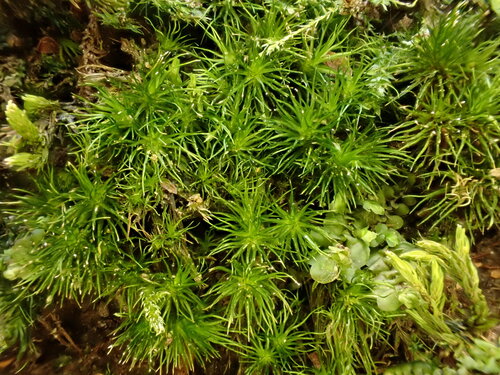 Campylopus fragilis