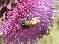 Anthophora montana