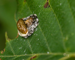 Mastophora phrynosoma