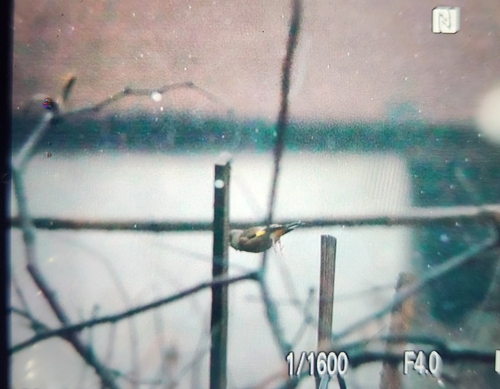 Oriental Greenfinch