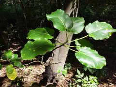 Ficus nymphaeifolia