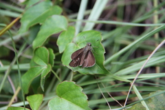 Polytremis lubricans