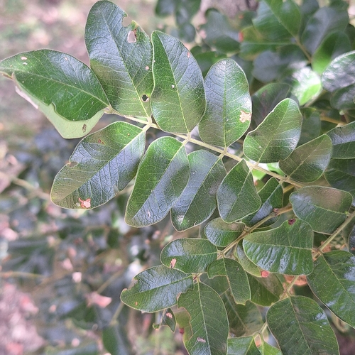 Image of Cassia tomentella by (c) Greg Tasney, some rights reserved (CC BY-SA)