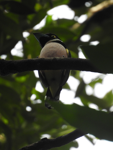 Eurylaimus ochromalus