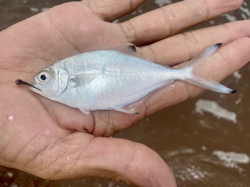 Pompano