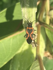 Lygaeus kalmii angustomarginatus