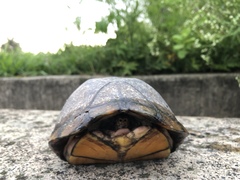 Jalisco Mud Turtle photo 3
