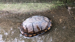 Jalisco Mud Turtle photo 2