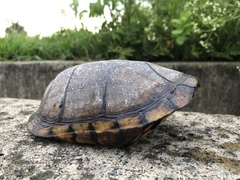 Jalisco Mud Turtle photo 4