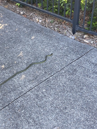 Common Tree Snake sighting