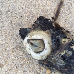 Amphibalanus eburneus