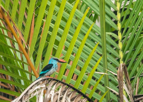 Blue-breasted Kingfisher