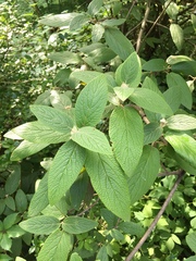 Viburnum × rhytidophylloides