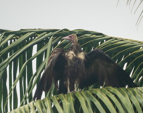 Hooded Vulture