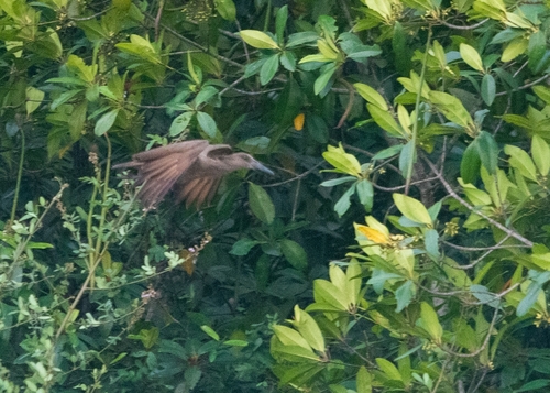 Hamerkop