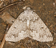 Sabulodes packardata