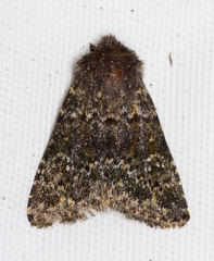 Pseudobryomima muscosa