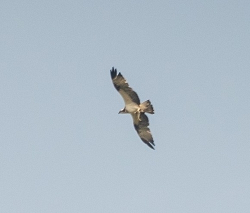 Osprey