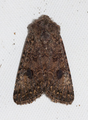 Anarta oregonica