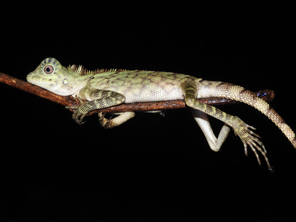 Borneo Forest Dragon (Gonocephalus bornensis)