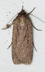 Spaelotis bicava