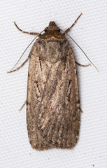 Spaelotis bicava