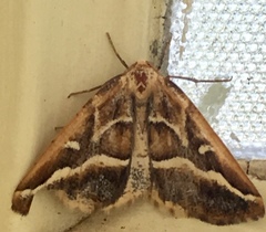 Caripeta angustiorata