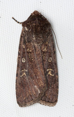 Euxoa intermontana