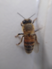 Apis mellifera