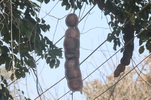 Foto de Sementes-de-macaco