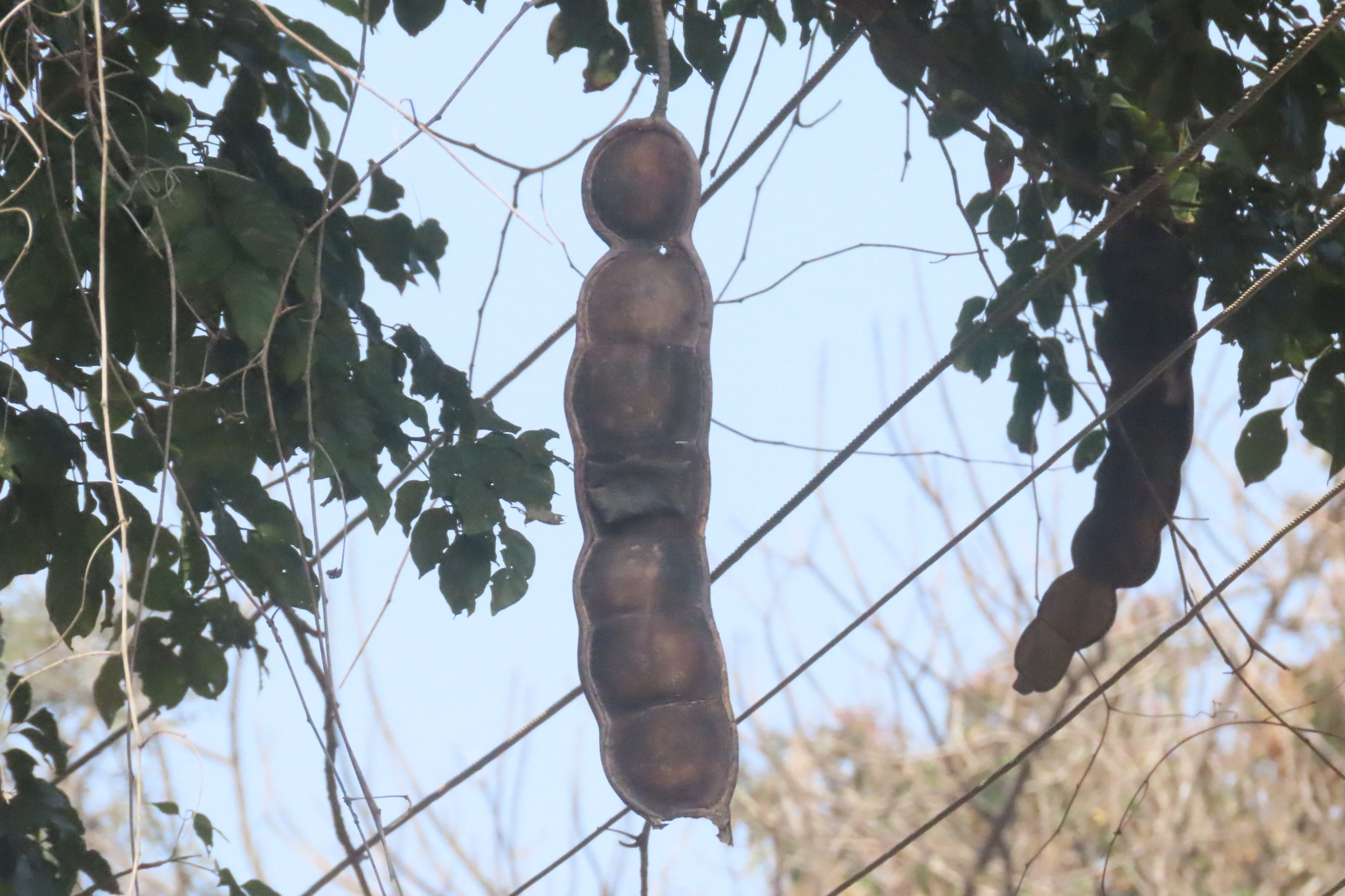 Imagem de Sementes-de-macaco