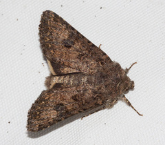 Anarta oregonica
