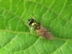 Chloromyia formosa