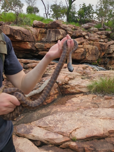 Black-headed Python sighting