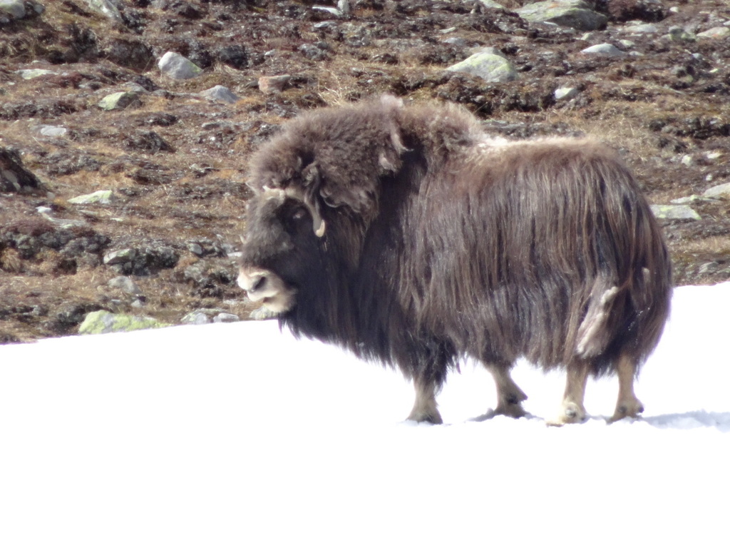 Ovibos moschatus, Oppdal Municipality, Norway, by mikat78