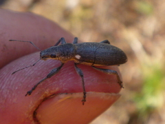 Brachyderes lusitanicus