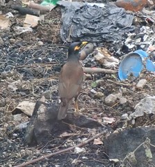 Acridotheres tristis