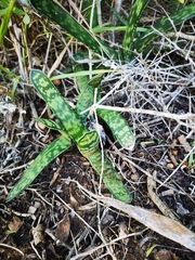 Gasteria bicolor