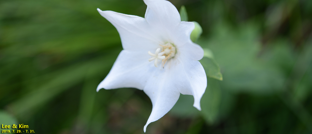 Platycodon grandiflorus, 대한민국 경상남도 합천군 가야면