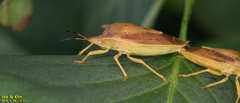 Lelia decempunctata