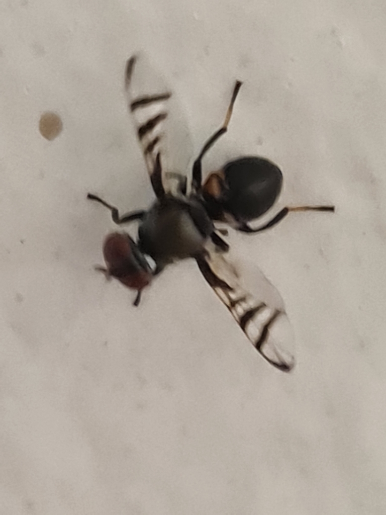 Rivellia fusca