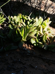 Glottiphyllum longum