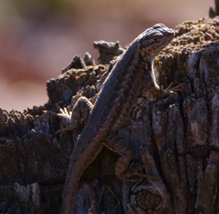 Sceloporus graciosus graciosus