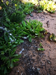 Glottiphyllum longum