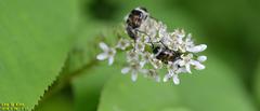 Lasiotrichius succinctus