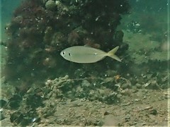 Caranginae